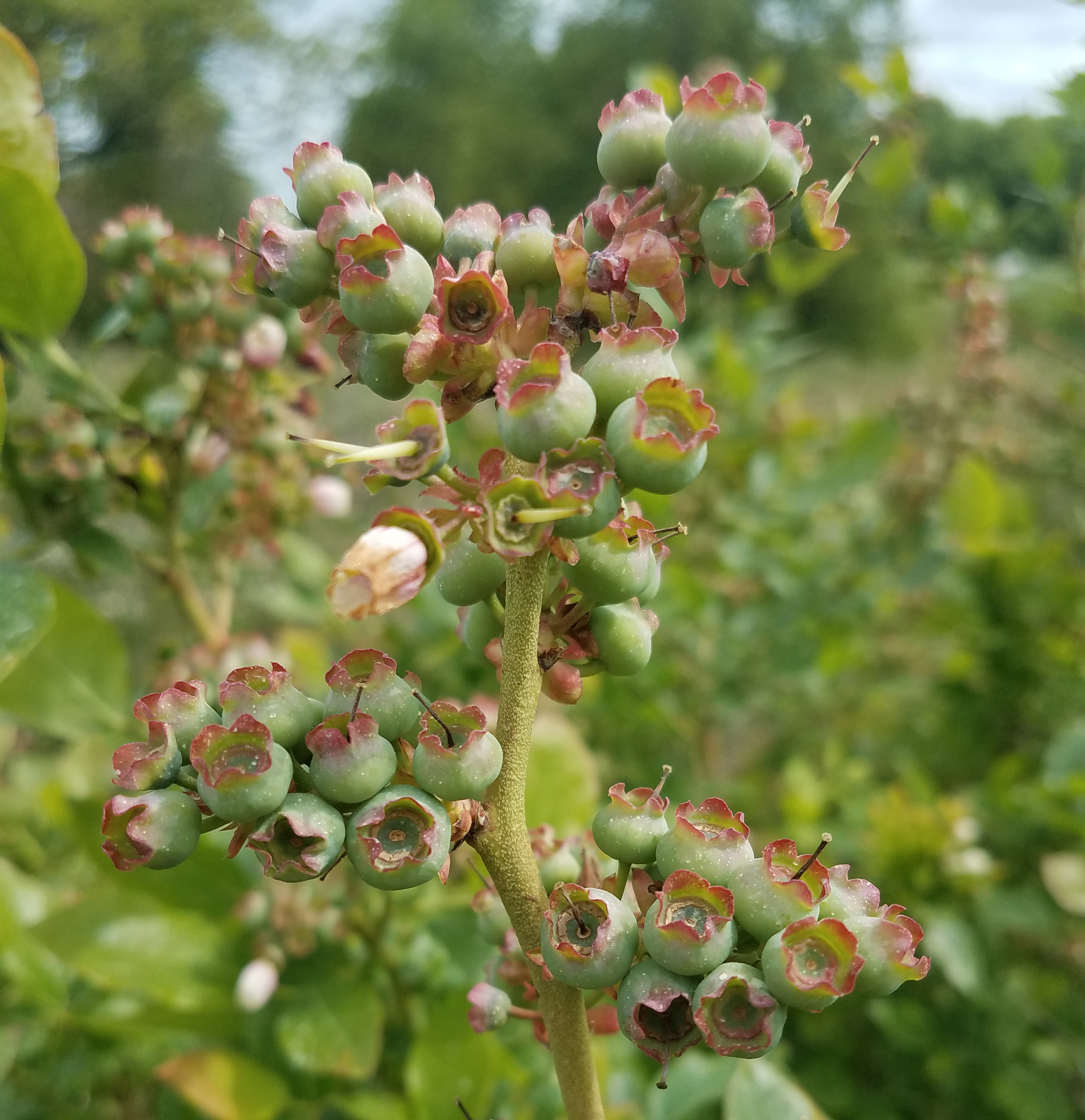 Blueberries